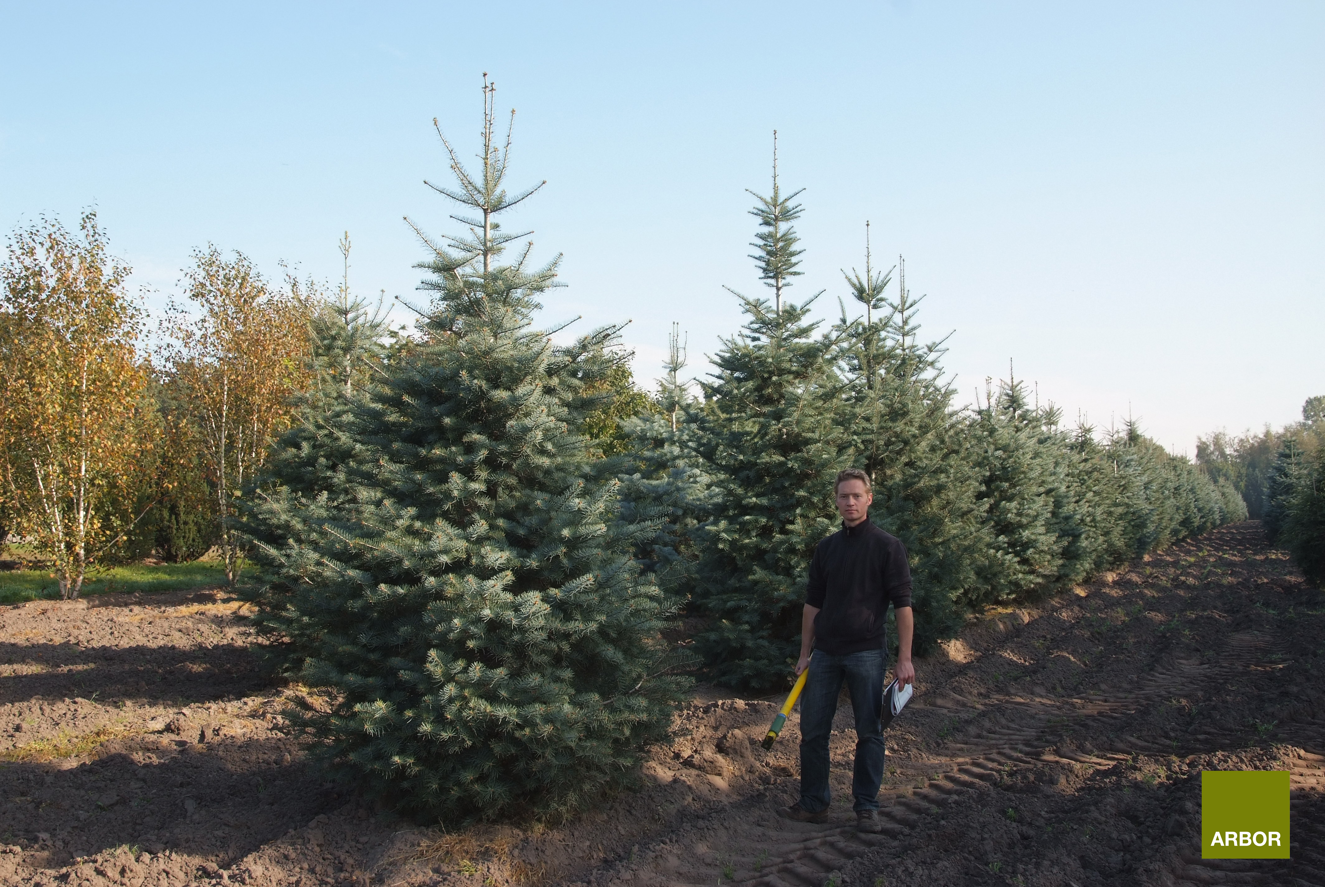 პიცეა პუნგენსი